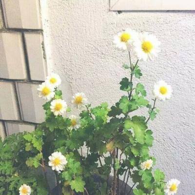 影刃传说果盘版下载